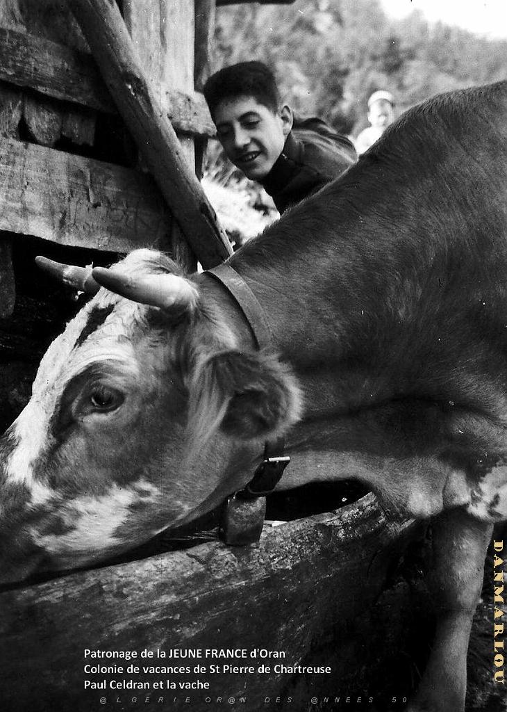 COLO JEUNE FRANCE Paul Celdran et la vache.jpg